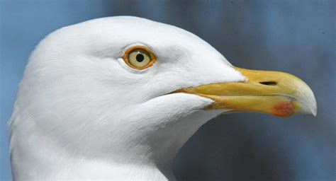 seagull experience in April .